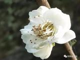 文章附圖