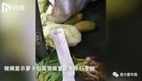 文章附圖
