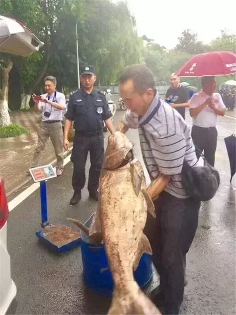 魚(yú)3.webp.jpg